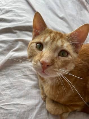 Binky - Domestic Shorthair/Mix available for adoption