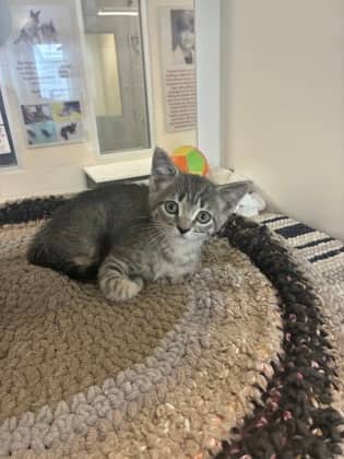 Peter - Domestic Shorthair/Mix available for adoption