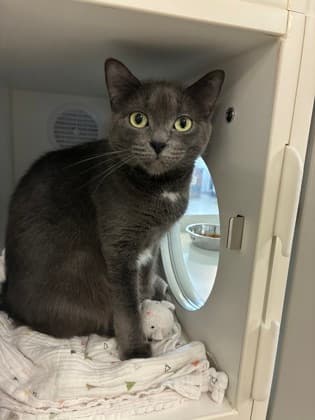 Little Miss Grey - Domestic Shorthair/Mix cat available for adoption in Calgary