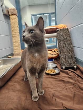 Haze - Domestic Shorthair/Mix cat available for adoption at Humane Society of Kitchener Waterloo & Stratford Perth in Kitchener