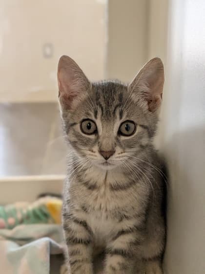 Lima - Domestic Shorthair/Mix available for adoption