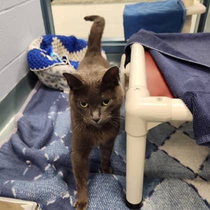 Nigel - Domestic Shorthair/Mix available for adoption