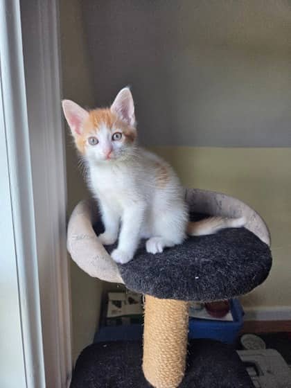 Atlanta - Domestic Shorthair/Mix available for adoption