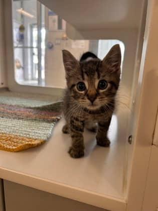 Scout - Domestic Shorthair/Mix cat available for adoption at Humane Society of Kitchener Waterloo & Stratford Perth in Kitchener