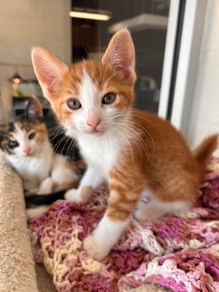 Tormund - Domestic Shorthair/Mix cat available for adoption at Humane Society of Kitchener Waterloo & Stratford Perth in Kitchener