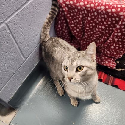 Waffles - Domestic Shorthair/Mix available for adoption
