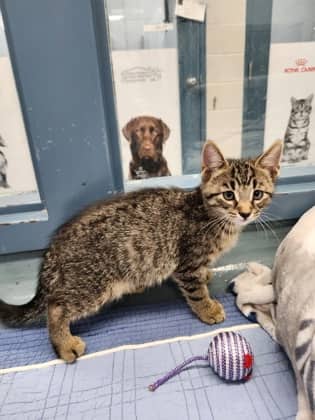Dill - Domestic Shorthair/Mix cat available for adoption in Ontario