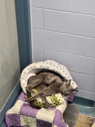 Rupert - Domestic Shorthair/Mix available for adoption