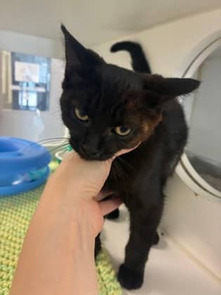 Lentils - Domestic Shorthair/Mix available for adoption