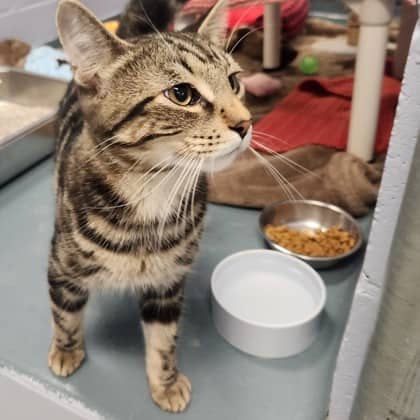 Samwise - Domestic Shorthair/Mix available for adoption