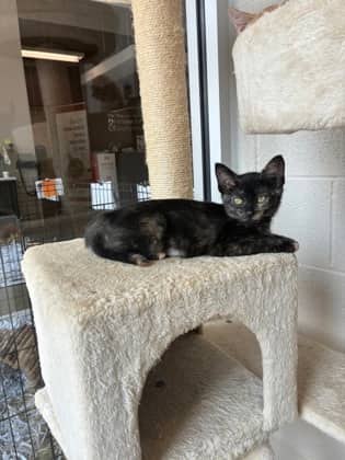 Star - Domestic Shorthair/Mix cat available for adoption at Humane Society of Kitchener Waterloo & Stratford Perth in Kitchener