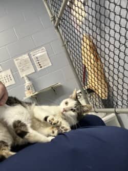 Agatha - Domestic Shorthair/Mix cat available for adoption at Humane Society of Kitchener Waterloo & Stratford Perth in Kitchener