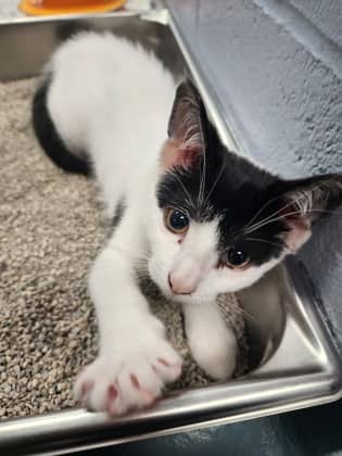 Tater Tot - Domestic Shorthair/Mix available for adoption
