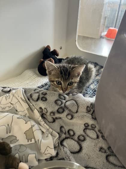 Sara - Domestic Shorthair/Mix cat available for adoption at Humane Society of Kitchener Waterloo & Stratford Perth in Kitchener