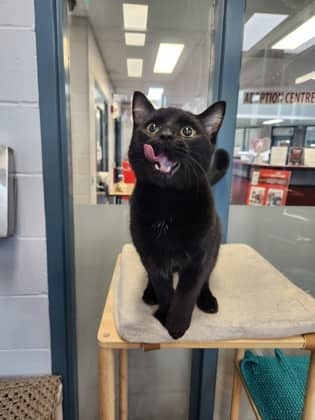 Dante - Domestic Shorthair/Mix available for adoption