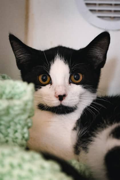 Levi - Domestic Shorthair/Mix available for adoption