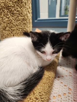 Juniperberry - Domestic Shorthair/Mix cat available for adoption at Humane Society of Kitchener Waterloo & Stratford Perth in Kitchener