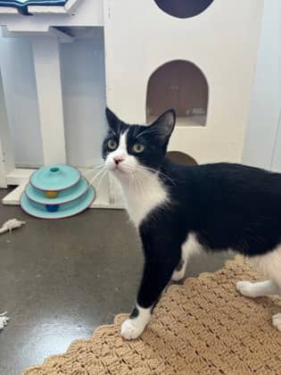 Capri - Domestic Shorthair/Mix available for adoption