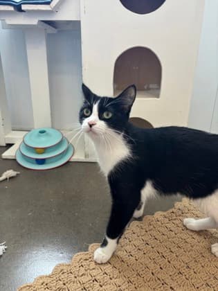 Capri - Domestic Shorthair/Mix cat available for adoption at Humane Society of Kitchener Waterloo & Stratford Perth in Kitchener