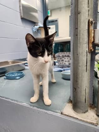 Nutella - Domestic Shorthair/Mix cat available for adoption at Humane Society of Kitchener Waterloo & Stratford Perth in Kitchener