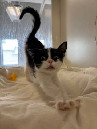 Chinnigan - Domestic Shorthair/Mix available for adoption