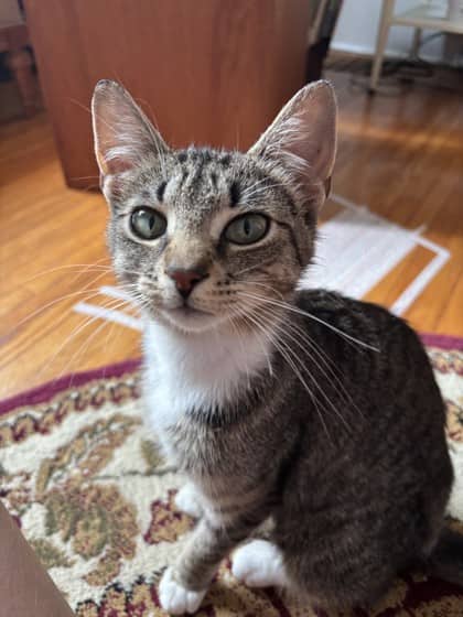 Mama Bean - Domestic Shorthair/Mix available for adoption