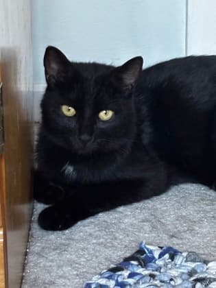 Star - Domestic Shorthair/Mix cat available for adoption at Humane Society of Kitchener Waterloo & Stratford Perth in Kitchener