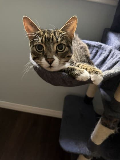 Angel - Domestic Shorthair/Mix available for adoption
