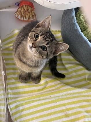 Ursula - Domestic Shorthair/Mix available for adoption