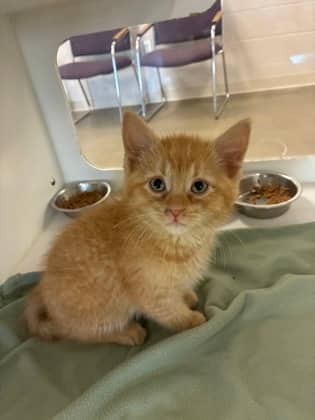 Maurie - Domestic Shorthair/Mix available for adoption
