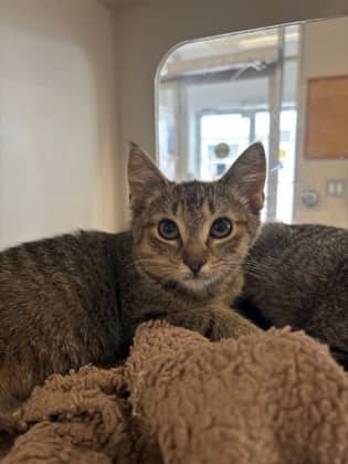Splash - Domestic Shorthair/Mix cat available for adoption at Humane Society of Kitchener Waterloo & Stratford Perth in Kitchener