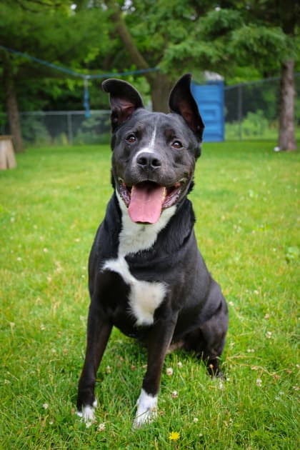 Onyx - Mixed Breed available for adoption