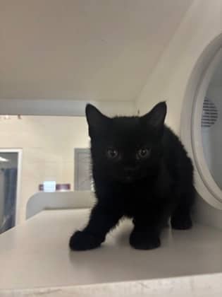 Marie - Domestic Shorthair/Mix available for adoption