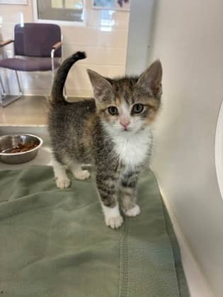 Sally - Domestic Shorthair/Mix available for adoption