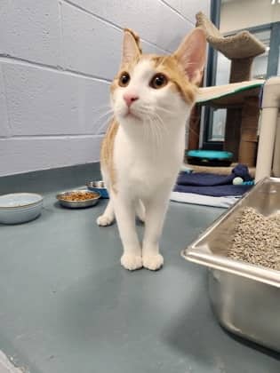 Carrot - Domestic Shorthair/Mix cat available for adoption at Humane Society of Kitchener Waterloo & Stratford Perth in Kitchener