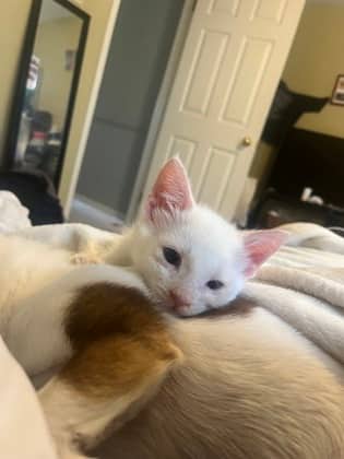 Ozzy - Domestic Shorthair/Mix cat available for adoption at Humane Society of Kitchener Waterloo & Stratford Perth in Kitchener