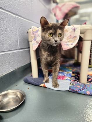 Petunia - Domestic Shorthair/Mix available for adoption