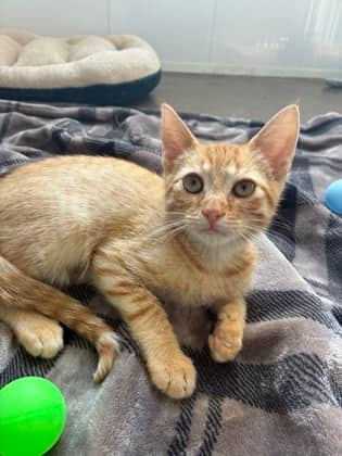 Finn - Domestic Shorthair/Mix cat available for adoption at Humane Society of Kitchener Waterloo & Stratford Perth in Kitchener