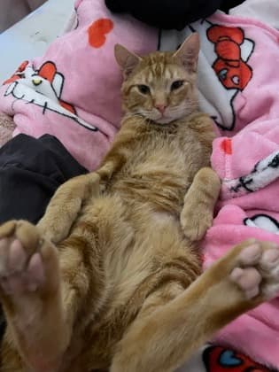 Binky - Domestic Shorthair/Mix cat available for adoption at Humane Society of Kitchener Waterloo & Stratford Perth in Kitchener