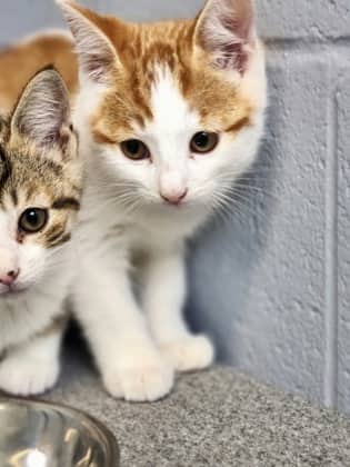 Thimble - Domestic Shorthair/Mix available for adoption