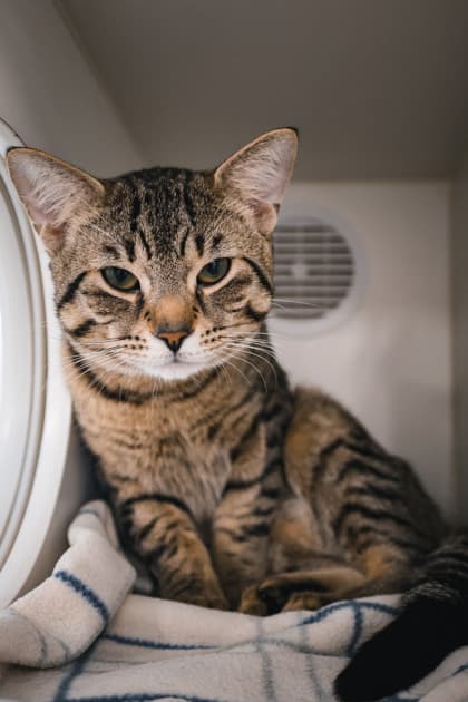 Jerry - Domestic Shorthair/Mix available for adoption