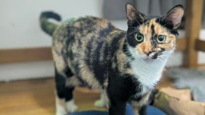 Honey - Domestic Shorthair/Mix available for adoption