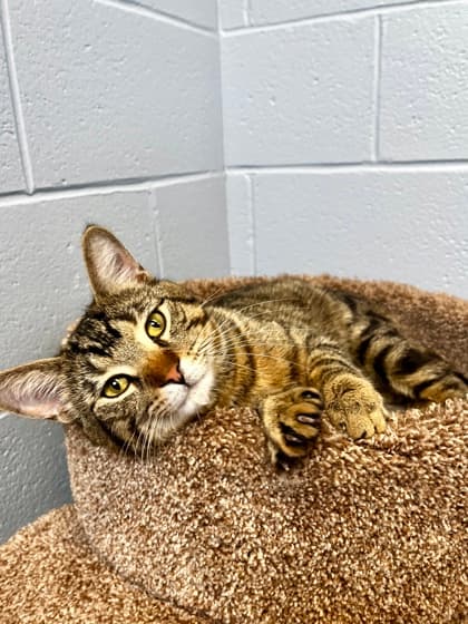 Tabby - Domestic Shorthair/Mix cat available for adoption at Humane Society of Kitchener Waterloo & Stratford Perth in Kitchener