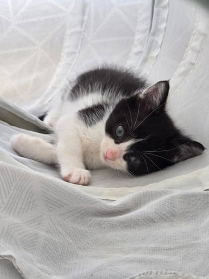 Ellijay - Domestic Shorthair/Mix available for adoption