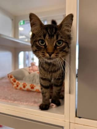 Casper - Domestic Medium Hair/Mix cat available for adoption at Humane Society of Kitchener Waterloo & Stratford Perth in Kitchener