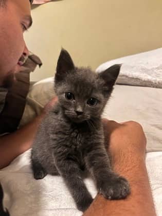 Boogie - Domestic Medium Hair/Mix cat available for adoption at Humane Society of Kitchener Waterloo & Stratford Perth in Kitchener