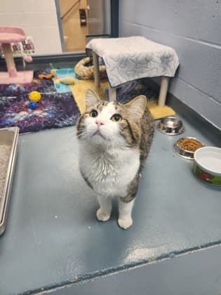 Remington - Domestic Shorthair/Mix available for adoption