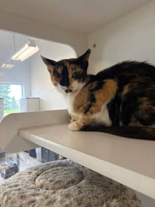 Miss Hannigan - Domestic Shorthair/Mix cat available for adoption at Humane Society of Kitchener Waterloo & Stratford Perth in Kitchener
