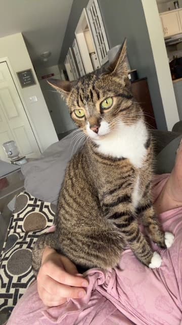 Angel - Domestic Shorthair/Mix cat available for adoption at Humane Society of Kitchener Waterloo & Stratford Perth in Kitchener