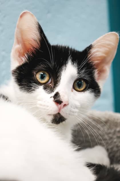 Noodle - Domestic Shorthair/Mix cat available for adoption in Ontario